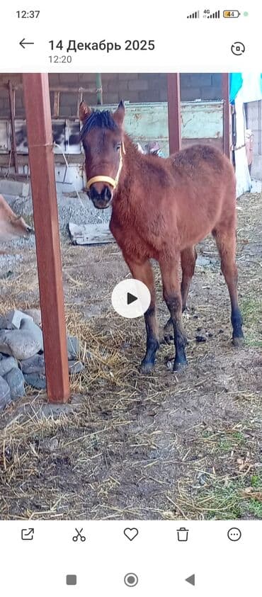 хомяк домашний купить: Продаю | Жеребенок | Для разведения — 4