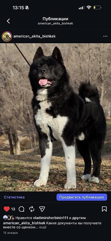 акита американская цена: Собака даром: Акита-ину, 3 года, Самец, С родословной — 5
