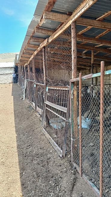 уй сатык: Кой короо, 100 соток, Иштеп жаткан, Скважина, Электр энергиясы — 6