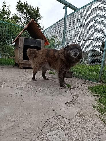 отдам собака: Собака даром: Доберман, 4 года, Самец — 3