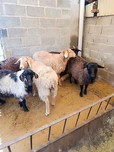 А/ч жаныбарларын сатып алам: Сатам | Ургаачы кой (ургаачы) | Көбөйтүү үчүн | Асыл тукумдуу — 5