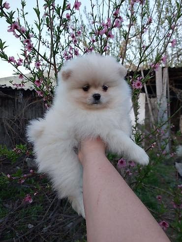 сибирский хаски цена: Шпиц, 2 месяца, Самка, С прививкой — 2