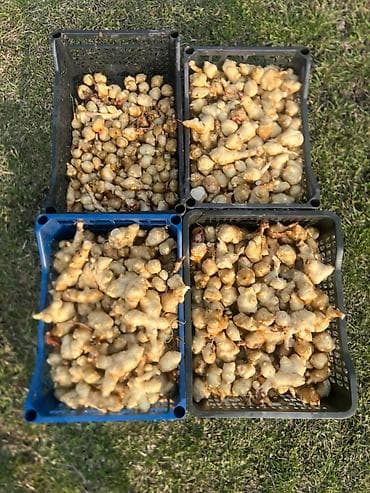 Мёд: Топинамбур (земляная груша), свежевыкопанные клубни в ящиках. - — 1