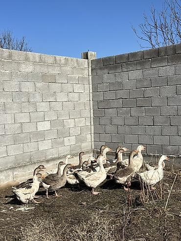 продам кур несушек оптом: Продаю гусей оптом — 3