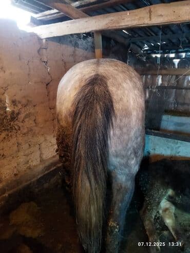 клетка для перепелят: Продаю | Конь (самец) | Рабочий — 2