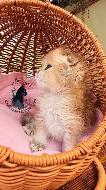 кошка котёнок: Скотиш Фолд (Шотландская вислоухая), 1 месяц, Мальчик, Золотая шиншилла, С документами, С прививками, Приучена к лотку — 9