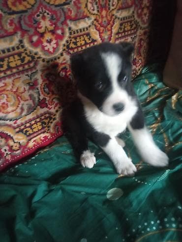 Грызуны: Собака даром: Алабай, 2 месяца, Самец, С прививкой — 4