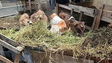 продаю животных: Продаю | Музоо, торпок | Полукровка | На откорм — 2