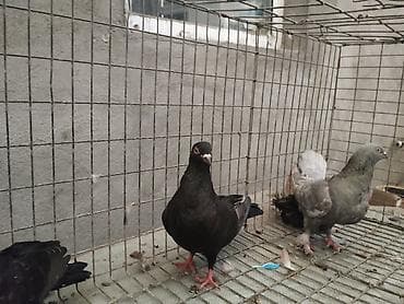 куплю хомяка с клеткой: Продам голубей: пара с пискунами Цена: 600 сом за всех 2 взрослых и 2 — 1