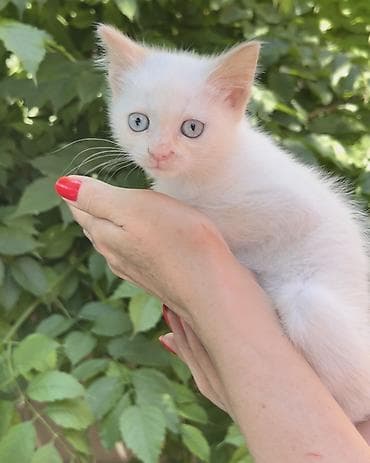 кошка котёнок: Кошка даром: Беспородная, 3 месяца, Мальчик, Приучена к лотку, Проглистована — 2