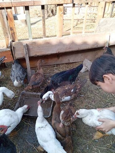 в связи с переездом отдам попугая жако в добрые руки: Домашняя птица — утки и мускусные утки (индоутки) Описание: - Разные — 1