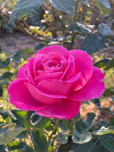 продажа домов шопоков: Дача, 55 м², 5 комнат, Старый ремонт — 22