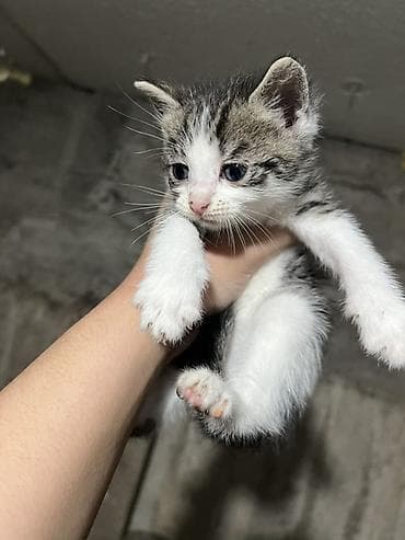 котята свинкс: Пять котят, помёт разноцветный: - Окрас: тигрово-полосатый с белым — 5