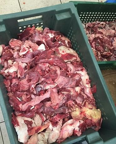 одежда для животных: Куплю головное мясо для собак с само вывазом — 1