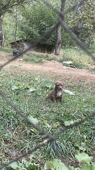 ит сатылат: Щенки Питбуль — 3