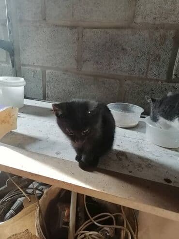 куда можно отдать кошку в бишкеке: Отдам даром В хорошие руки — 2