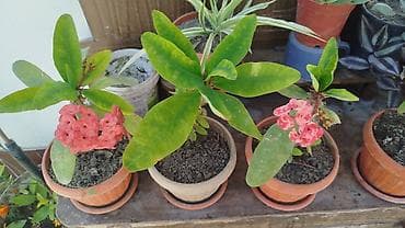 Бегониялар: Бегония макулата (Begonia maculata) в горшках - — 8