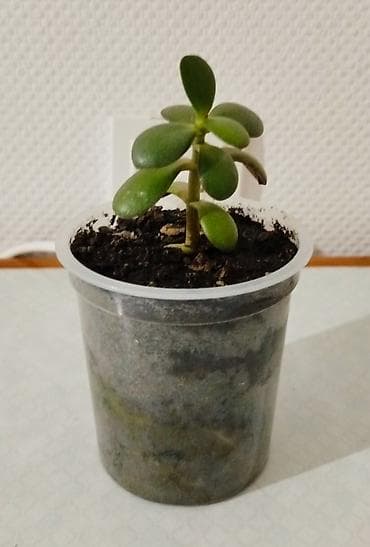 говорящий кактус цена: Кактус Хильдевинтера Коладемононис (обезьяний хвост) 8 месяцев- 200 — 5