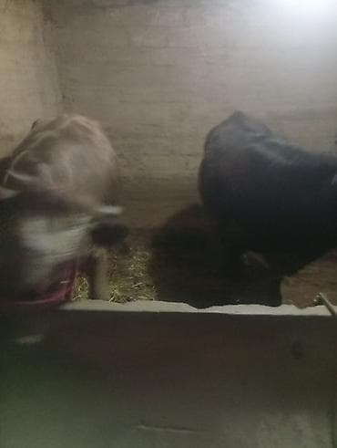 ангус корова: Продаю | Бык (самец), Тёлка, Музоо, торпок | На откорм | Привязанные — 2