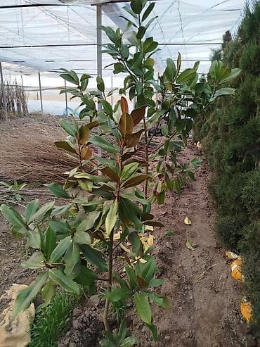 туя саженцы: Саженцы деревьев: Магнолии — 2