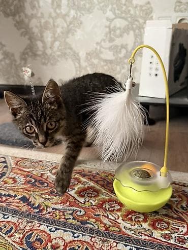 кошка кот: Беспородная, 3 месяца, Девочка — 3