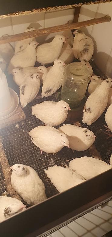 продам клубнику: Перепела техасский белый (мясо-яичный кросс) сегодня начали нестись 40 — 1