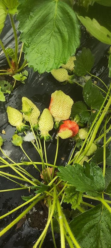 вишня замороженная купить: Принимаем заказ на рассаду! Продается Рассада Клубники,Ксд — 8