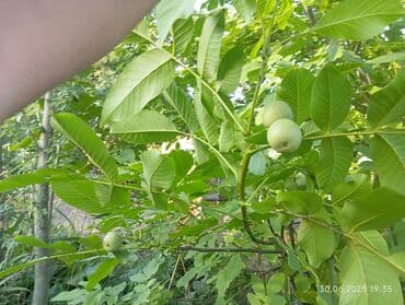 продаю долевую землю: 4 соток, Курулуш, Кызыл китеп, Сатып алуу-сатуу келишими — 6