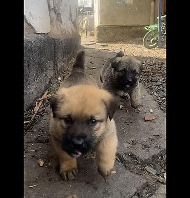белинский овчарка: Щенки крупной пастушьей/сторожевой породы (помесь овчарочного типа) — 5