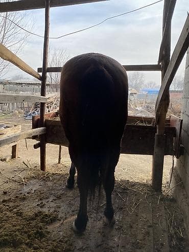 кошка белый: Продаю | Жеребец — 2