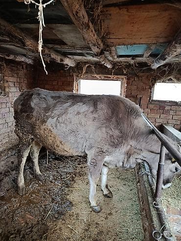 Услуги ветеринара: Продаю | Корова (самка) | Для молока | Стельные — 1