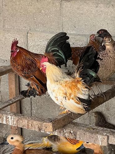 карликовые петушки куры: Продаю | Куры, Петух — 3