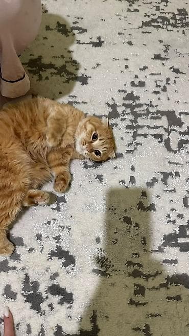 котята шотландцы купить: Шотландская вислоухая кошка, рыжий окрас 2годика на вязку ищем жениха — 4