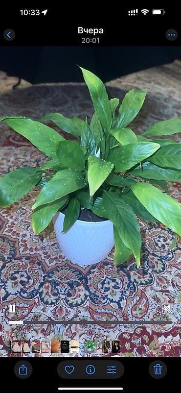 green leaf: Толстянка (денежное дерево) в горшке. - Сорт: Crassula ovata — 2
