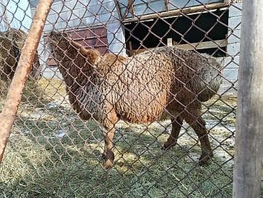 Кочкорлор, койлор: Сатам | Кочкор (эркек) — 2