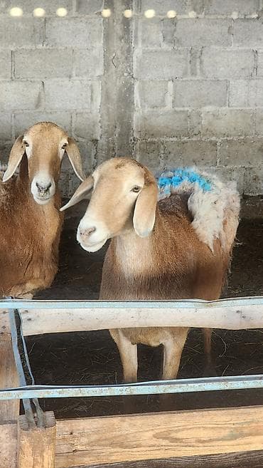 chi su: Продаю | Овца (самка) | Для разведения | Матка — 8