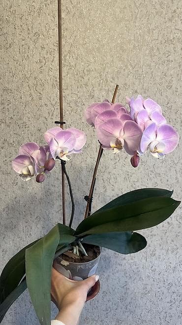 часы за 500 сом: Орхидеи живые адаптированные 2 цветоноса, отличная корневая система — 1