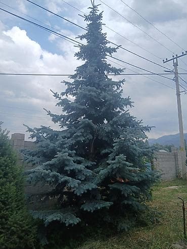 Ель голубая (Picea pungens ‘Glauca’) крупномерная для пересадки at lalafo.kg Ель голубая (Picea pungens ‘Glauca’) крупномерная для пересадки