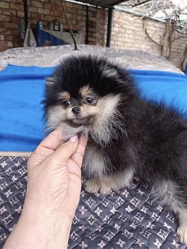 Аквариумы: Шпиц, 3 месяца, Самец, С родословной — 3