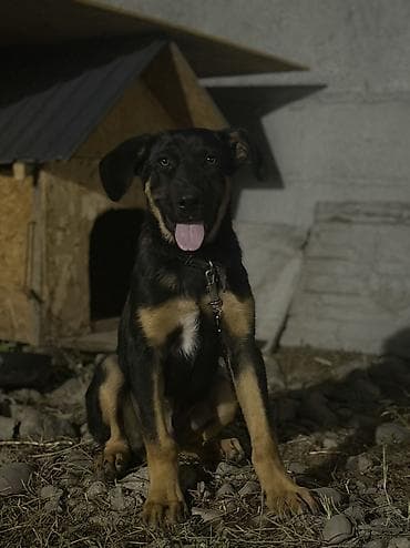 Собаки: Овчарка, 5 месяцев, Самец — 2