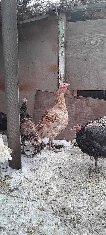 индюк самец: Продаю индюшек,самки
количество 2 штуки — 6