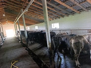 сельскохозяйственные животные продажа: Продаю | Бык (самец) | На откорм | Привязанные — 3