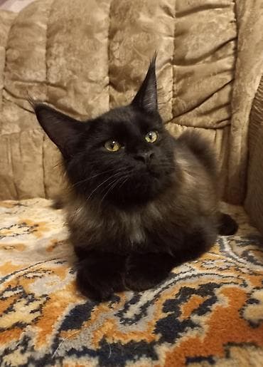 Животные: 🐾🐈 Эффектный котёнок мейн-кун чёрного цвета с шикарным воротником — 6