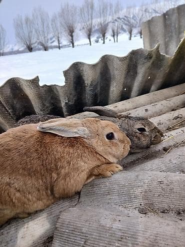 кошка в бишкеке: Продаю | Крольчата | Декоративная | На забой | Племенные — 5