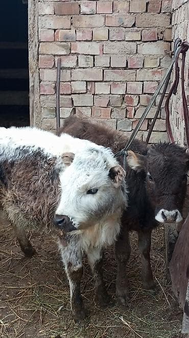 карова самка: Продаю | Тёлка | Полукровка | На откорм | Привязанные — 1