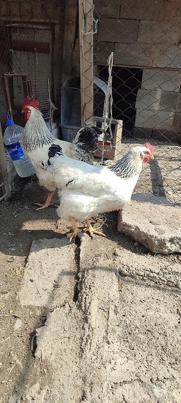 Аквариумы: Продаю | Инкубационные яйца | Суссекс | Несушки — 4