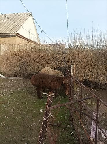 хайбрид индюки: Продаю | Овца (самка) | Арашан | Для разведения | Матка — 2