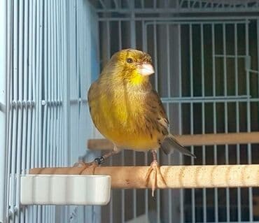 купить несушек курей: Дома́шняя канаре́йка — одомашненный подвид канарского канареечного — 3