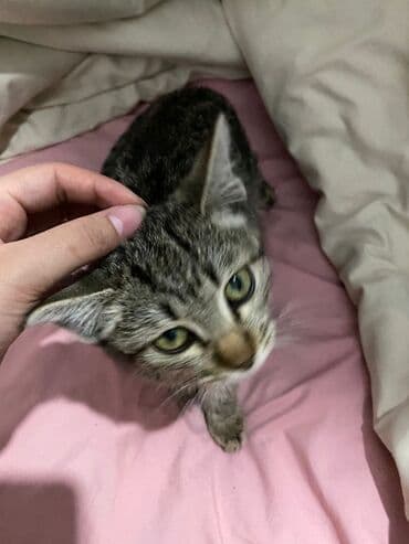 возьму кошку в добрые руки: Полосатый котёнок, девочка 2 месяца . серо-коричневые полосы — 1