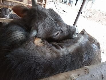 продаю бычки герофорды: Продаю | Бык (самец) | На откорм | Привязанные — 4